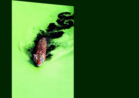 green - tiger, water, vibrant water, green