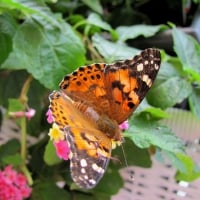 Butterfly Summer