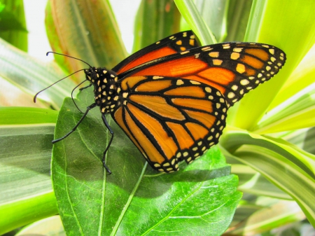 Butterfly Break - nature, butterfly, summer, leaf, spring