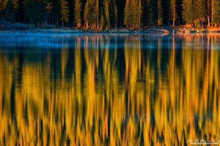 A Forest Reflection - nature, water, lake, reflection