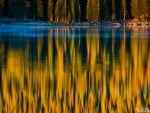 A Forest Reflection