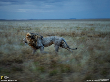 Lion, Serengeti - nature, ng, lion, animals