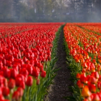 Fields of Tulips