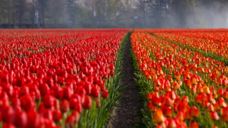 Fields of Tulips - pretty, tulips, flowers, spring, fields, nature