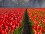 Fields of Tulips