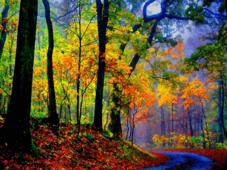 Colors of Autumn - nature, autumn, forest, fall leaves, colors