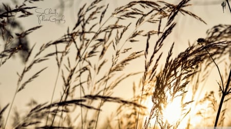 Rise - summer, wallpaper, sun, hd, grass, photography, fields, rise, nature, corn