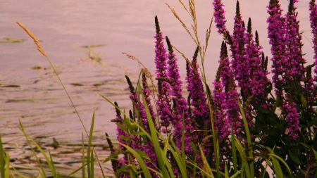 bouquet on the water - flowers, lake, water, purple