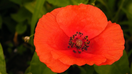 poppy seed - green, poppy seed, garden, red