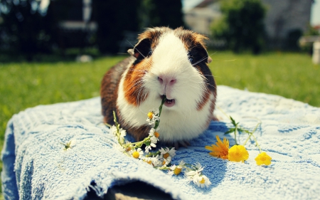 Guinea pig - guinea pig, animal, flower, photo