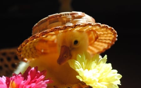 Duck - duck, hat, animal, flowers, photo