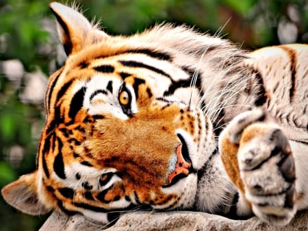 Tiger - animal, pink, tiger, cute, black, cat, sleep, white, stripes, orange, wild, green