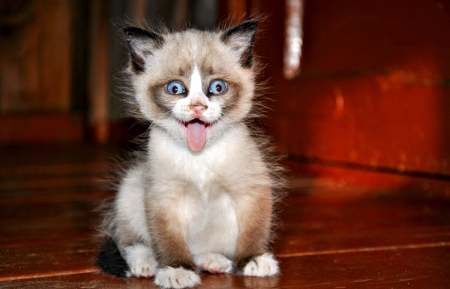 Bleah! - cat, black, white, animal, kitten, funny, red, cute, tongue, blue eyes