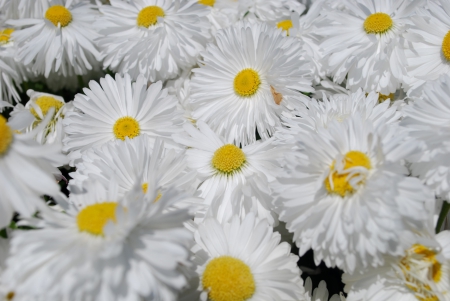 *** Daisies *** - flowers, daisies, white, nature