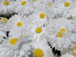 *** Daisies ***