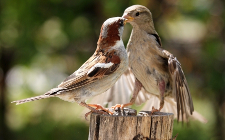 *** Birds *** - bird, birds, animal, animals