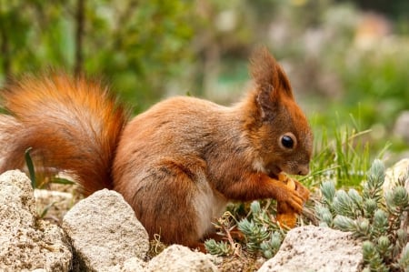 *** Red squirell *** - squirells, animal, squirrel, animals