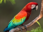 ***Parrot ***