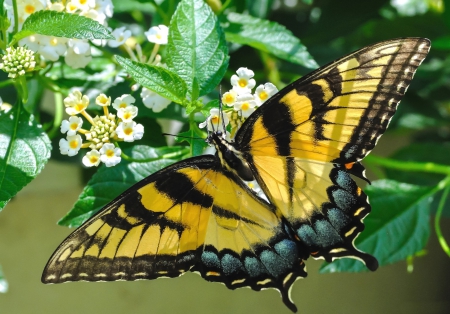 *** Beautiful butterfly *** - animal, butterfly, animals, beautiful, beautifly