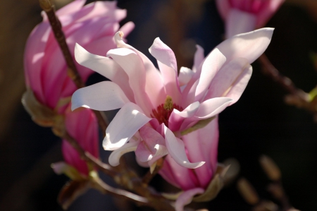 Wild flowers - stem, flowers, trees, pink