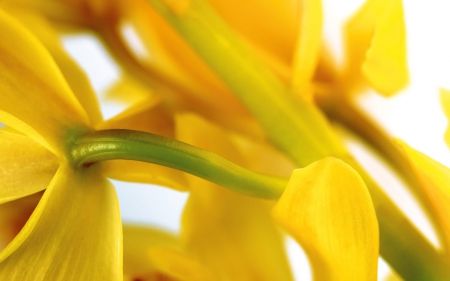 Yellow Flowes - flowers, leaves, yellow, stem