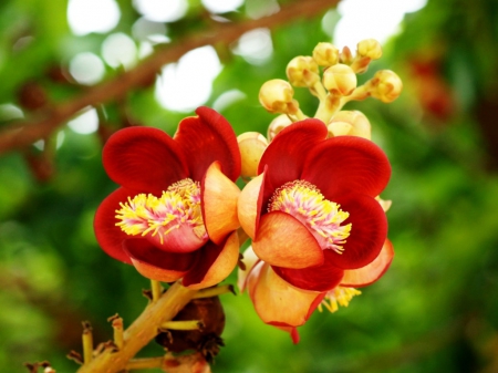 Cute wild flowers - red, leaves, stem, green