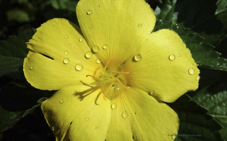 Buttercup - flower, yellow, stem, green