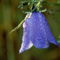 Bell flower