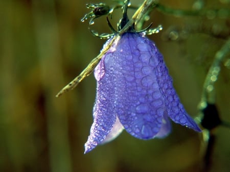 Bell flower - stem, flower, purple, green