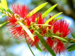 Red wild flower