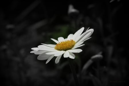 Something So Special - flower, beauty, beautiful, nature, daisy