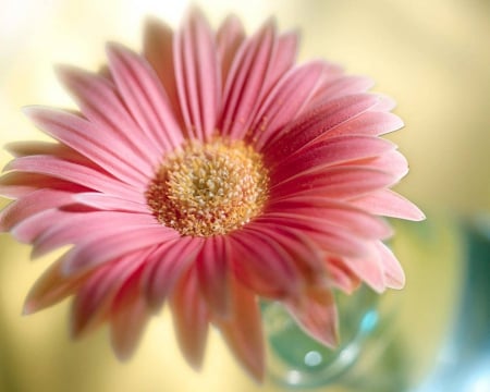 Daisy - green, yellow, flower, pink