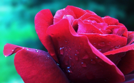 A Pink Rose Close up - rain, pink, droups, close, up