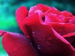 A Pink Rose Close up