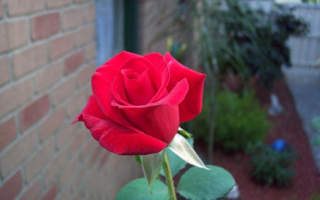 A Red  Rose Growing outside of a House - outside, growing, red, house, rose