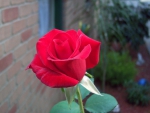 A Red  Rose Growing outside of a House