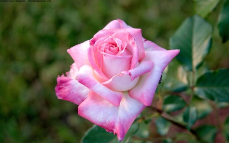 A Light Pink Rose Growing  Outside - growing, rose, pink, light