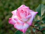 A Light Pink Rose Growing  Outside