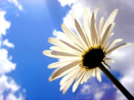 White flower - white, sky, blue, flower