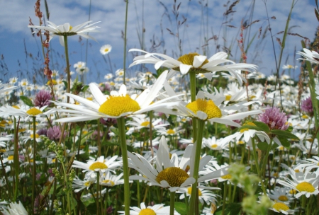 *** Meadow *** - flowers, sky, nature, meadow