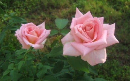 Two Pink Roses - lovey, two, roses, pink