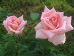 Two Pink Roses