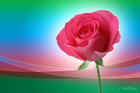 Pink Rose - pink, cool, rose, glowing