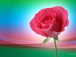 Pink Rose