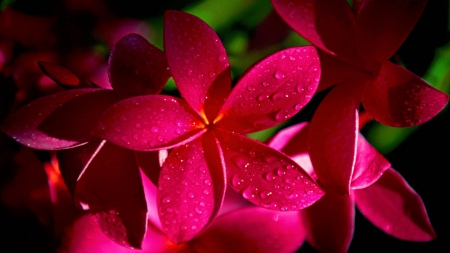 Spring flowers - leaves, green, flowers, red