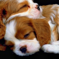 Cute Sleepy Dogs