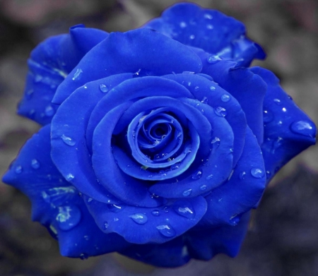 Blue - image, wallpaper, color, rose, expression, new