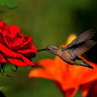 HUMMING IN RED