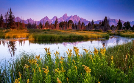 Mountains - reflections, lake, yellow flowers, trees, mountains, grass