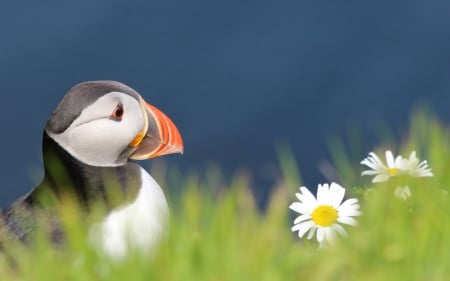 *** Atlantic Puffin *** - animal, animals, bird, birds